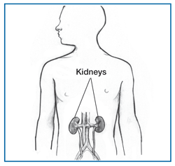 Drawing of a body torso showing the kidneys, with the kidneys labeled.