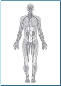 Drawing of a body showing blood vessels.